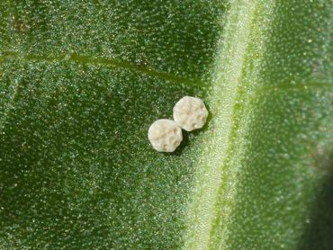 De eitjes van de grote vuurvlinder, zo klein als een speldenknop