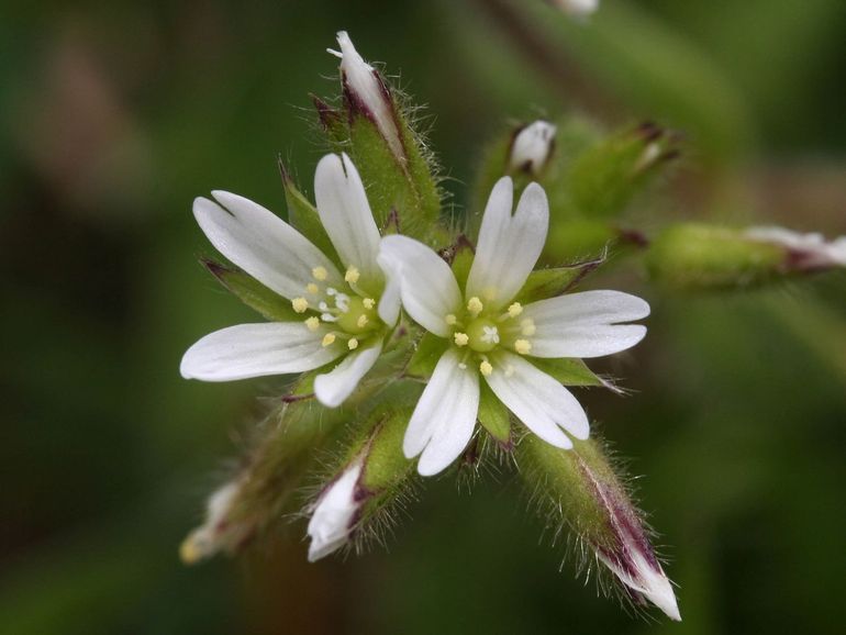 Kluwenhoornbloem