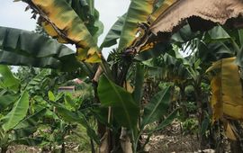 Loan Le Thi Met FOC geïnfecteerde bananenplant in Vietnam.