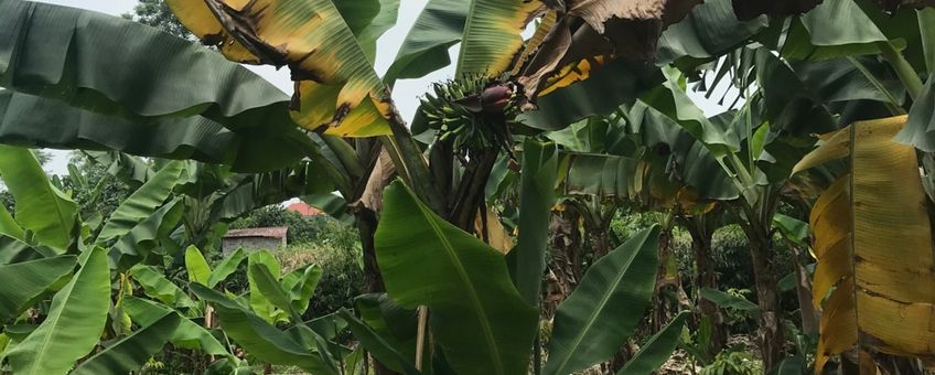 Met FOC geïnfecteerde bananenplant in Vietnam.