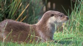 Lutra lutra 48, Otter,