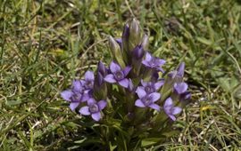 Saxifraga, Jan van der Straaten Gentiana campestris ssp campestris 1, Veldgentiaan,