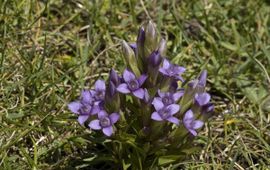 Gentiana campestris ssp campestris 1, Veldgentiaan,