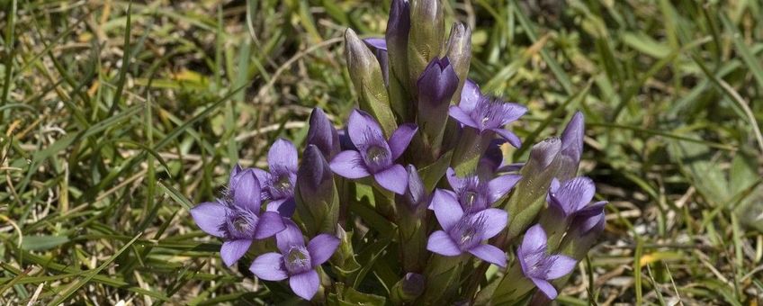 Gentiana campestris ssp campestris 1, Veldgentiaan,