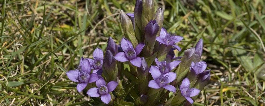 Gentiana campestris ssp campestris 1, Veldgentiaan,