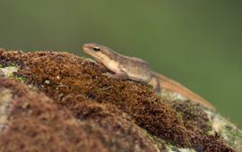 Kleine watersalamander