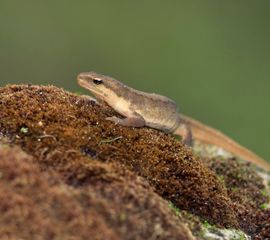 Kleine watersalamander