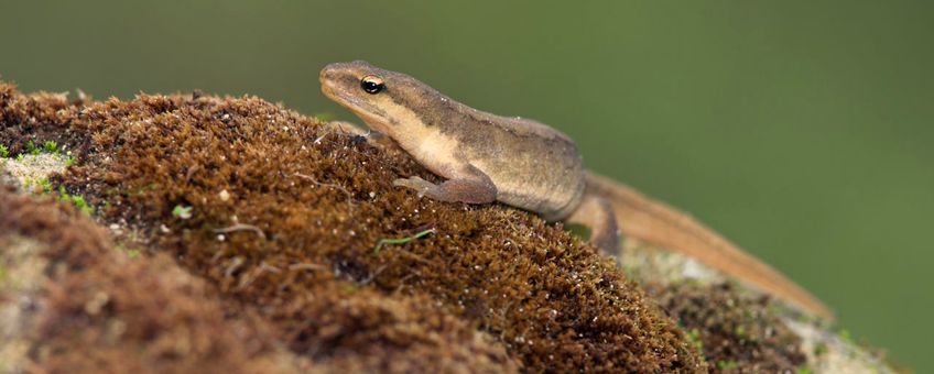 Kleine watersalamander