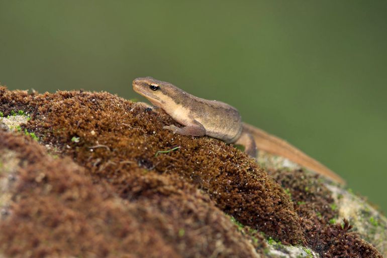 Ook de kleine watersalamander blijkt de salamanderschimmel te kunnen dragen en eraan te sterven