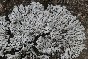 Stoeprandvingermos (Physcia caesia) is een algemene verschijning op basische stoeptegels