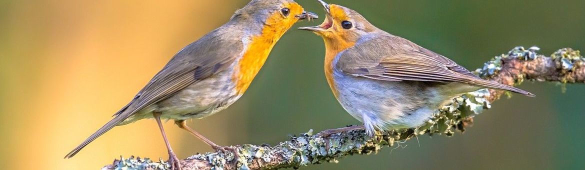 Erithacus rubecula, Roodborst,