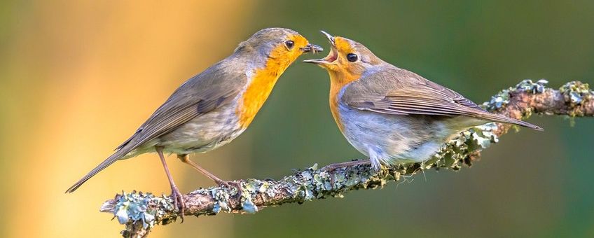 Erithacus rubecula, Roodborst,