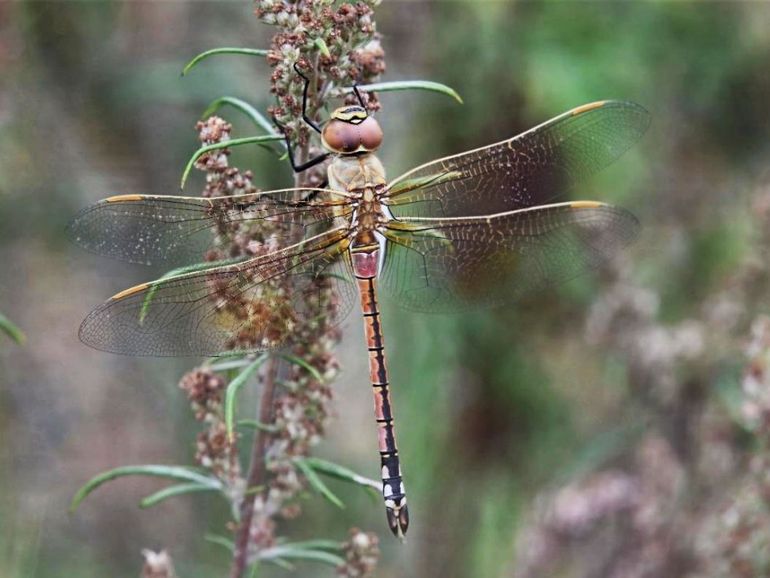Een jong mannetje zadellibel bij Eindhoven in 2025