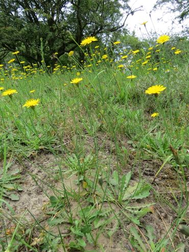 Gewoon biggenkruid, een algemene graslandplant en belangrijke nectarplant voor graslandinsecten, blijkt in steeds minder bermen voor te komen