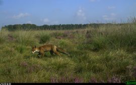 Het Nationale Park De Hoge Veluwe Vos op cameraval