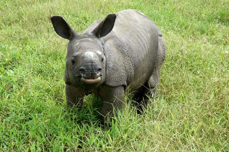 Een neushoornkalf staand in groen gras bij het IFAW Wildlife Rescue Center in India, na gered te zijn van zware overstromingen in Assam