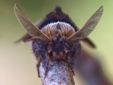 Het mannetje van de zwarte herfstspinner heeft grote geveerde voelsprieten om vrouwtjes mee te kunnen detecteren