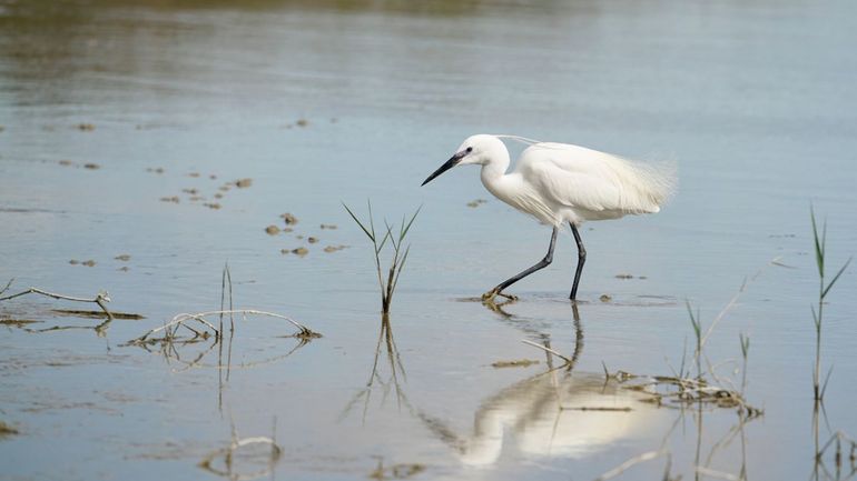 Kleine zilverreiger