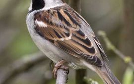 Passer domesticus. Huismus, mannetje