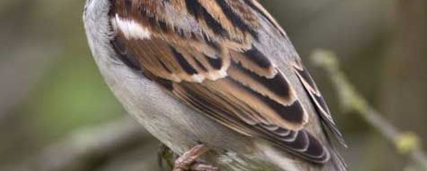 Passer domesticus. Huismus, mannetje