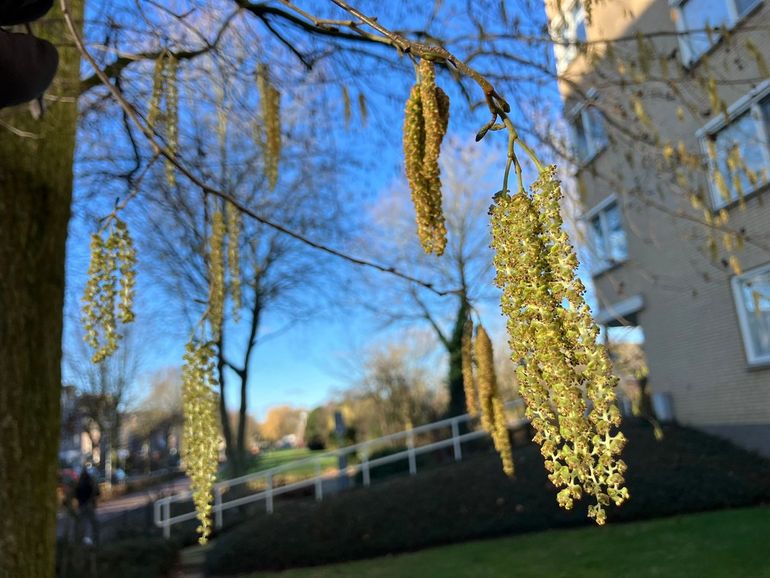 Els vol in bloei in Ede op 24 december