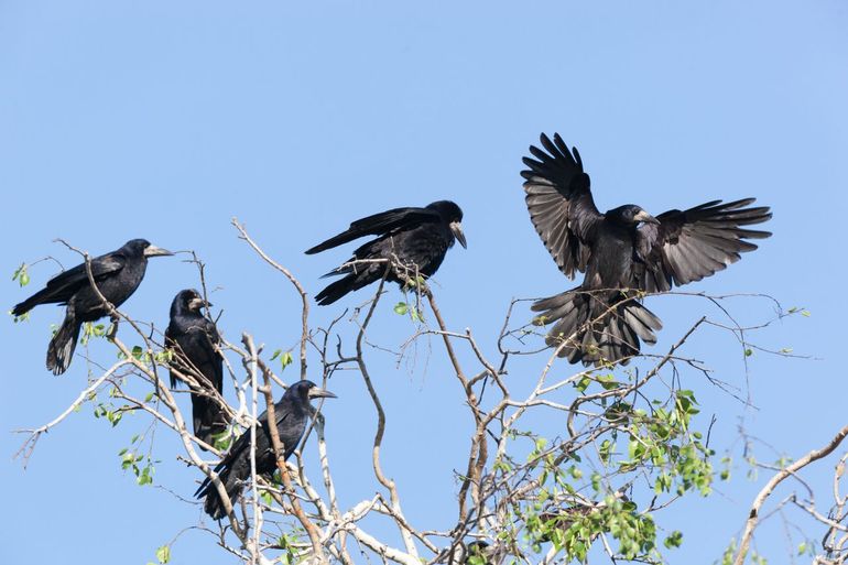 Sociaal levende vogels, zoals roeken, herkennen al hun groepsgenoten jarenlang