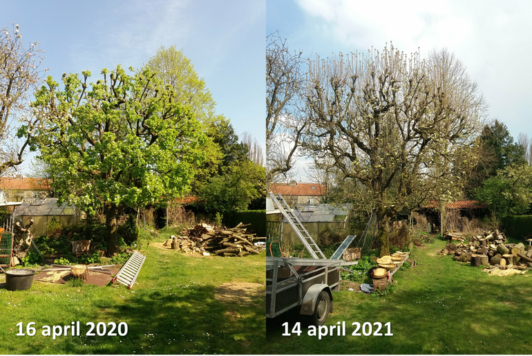 Een negentig jaar oude perenboom in Reusel kom dit jaar op 14 april net in bloei, terwijl hij in 2020 rond deze tijd al vol in blad stond