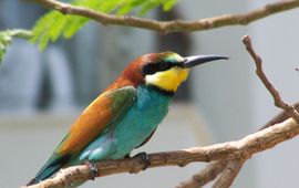 Bijeneter, Merops apiaster. Foto: William Kreijkes, GFD-licentie