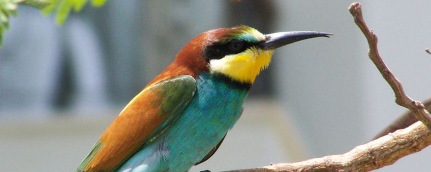 Bijeneter, Merops apiaster. Foto: William Kreijkes, GFD-licentie