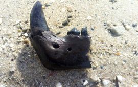 Abe Lucassen Kaak grottenleeuw in het zand Maasvlakte