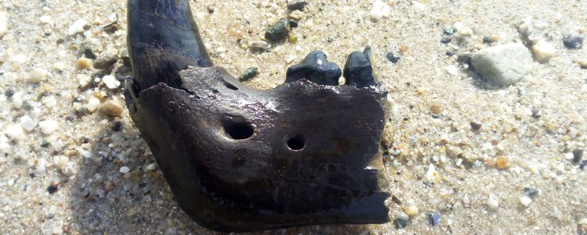 Kaak grottenleeuw in het zand Maasvlakte