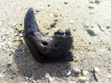 Kaak van de grottenleeuw gevonden op de Maasvlakte