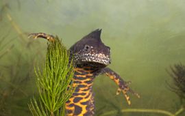 Kamsalamander