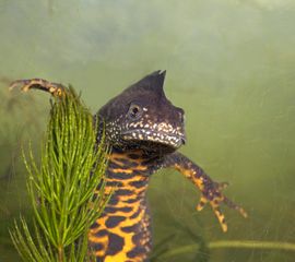 Kamsalamander