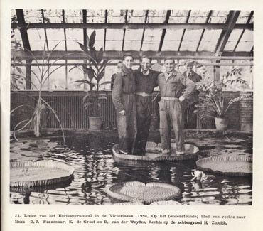 Hortuspersoneel, zogenaamd op het victoriablad, maar in werkelijkheid op een krukje onder het blad
