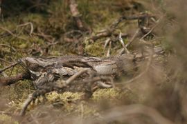 Caprimulgus europaeus. Nachtzwaluw