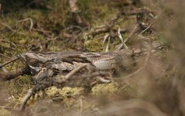 Caprimulgus europaeus. Nachtzwaluw