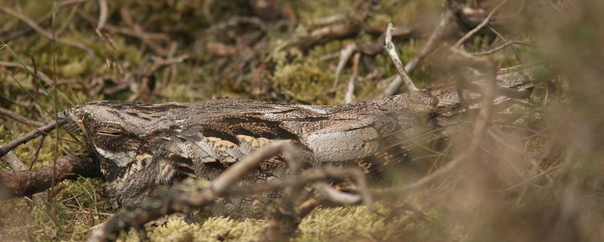 Caprimulgus europaeus. Nachtzwaluw