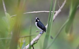 Lined seedeater