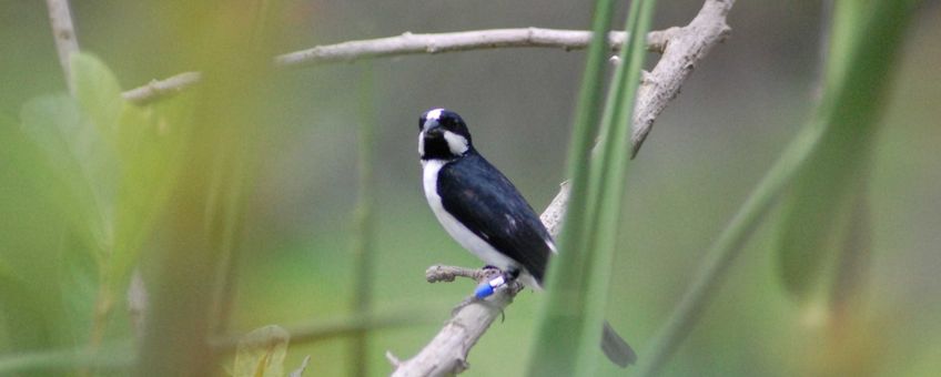 Lined seedeater