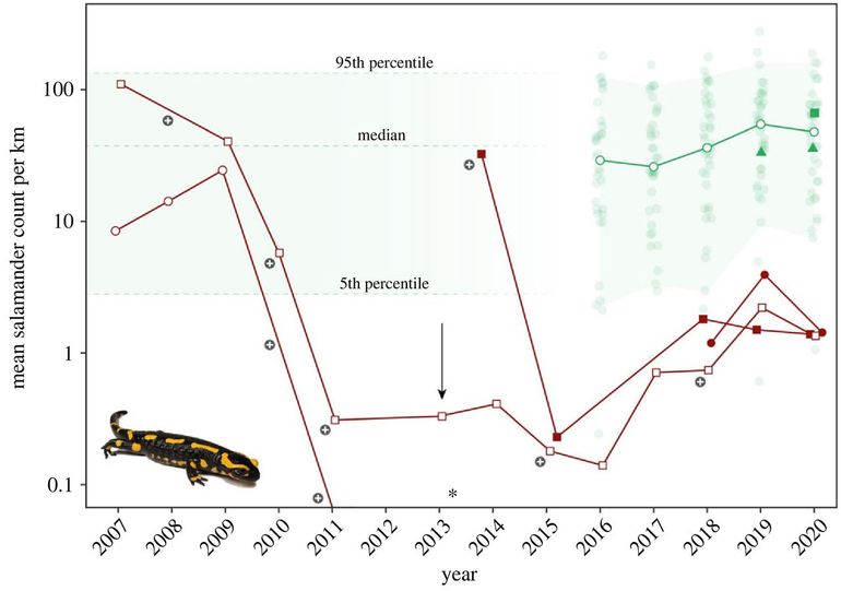 Getroffen vuursalamanderpopulaties in Nederland en België (rode lijnen en iconen) overleven nog maar in kleine aantallen ten aanzien van gezonde populaties (groene lijn en iconen). Een populatie in Nederland stierf volledig uit in 2011