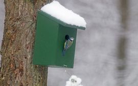 Pimpelmeesje bij nestkast in de sneeuw