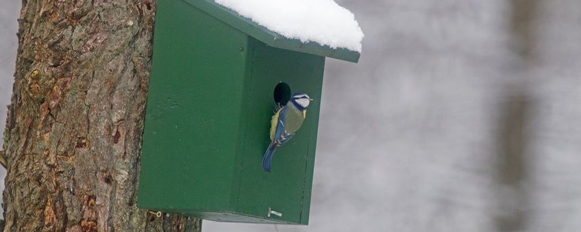 Pimpelmeesje bij nestkast in de sneeuw