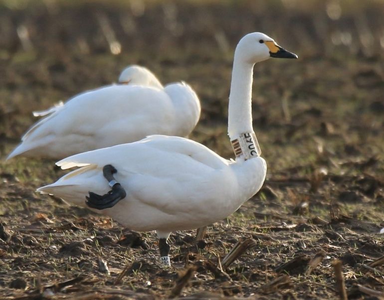 Kleine zwaan 206E op een akker nabij Coevorden, gefotografeerd op 28-11-2017