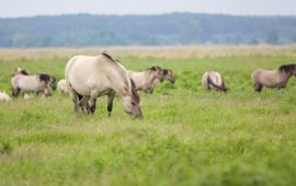 Wild Konik horses in the Oder Delta, spreading between the border of Poland and Germany