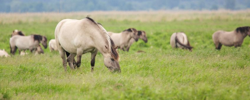 Wild Konik horses in the Oder Delta, spreading between the border of Poland and Germany