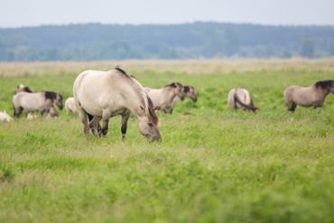 Wilde kuddes die vrij rond kunnen trekken dragen sterk bij aan de toename van biodiversiteit