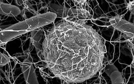 courtesy Colin Ingham Spore omwikkeld door zweepdraden van omringende bacteriën
