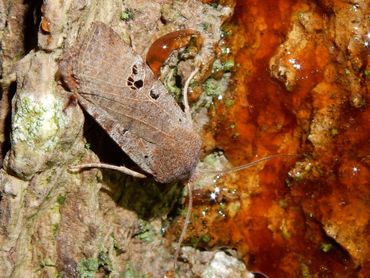 Zwartvlekwinteruil op stroop