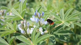 Lupine met steenhommel